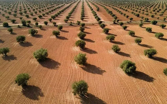 La Tunisie : géant méconnu de l’huile d’olive mondiale